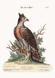Der gekrönte Adler, 1749-73